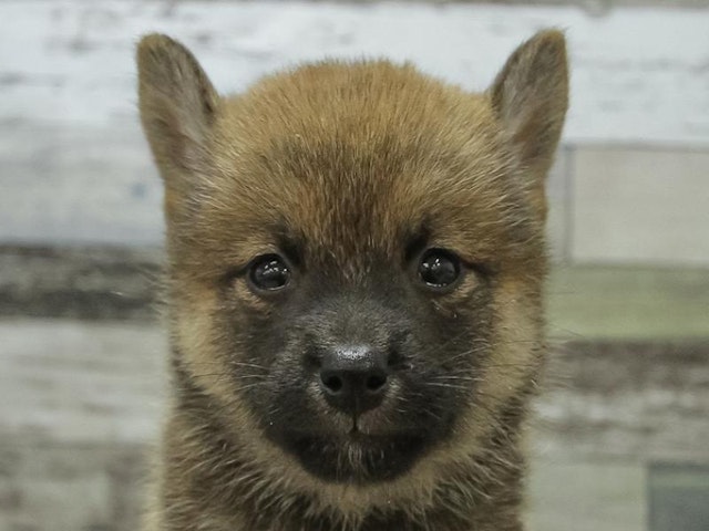 静岡県の豆柴 (ペッツワン伊東店/2024年7月25日生まれ/女の子/赤)の子犬